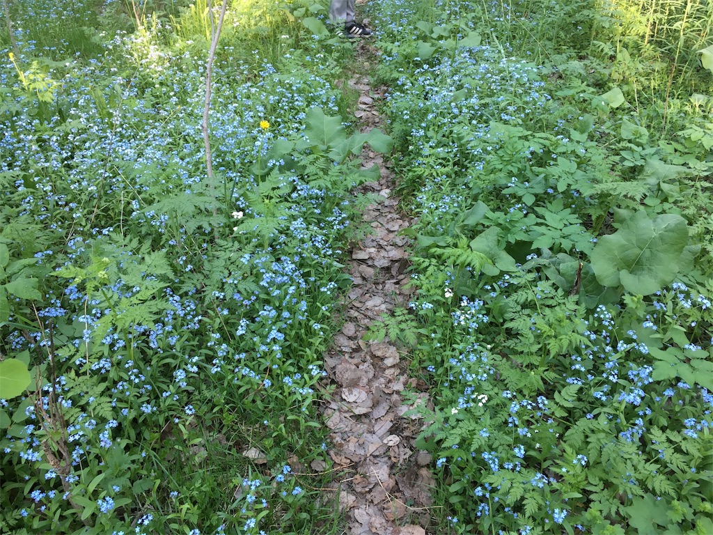 f:id:Masai-Suomi:20180526203731j:image f:id:Masai-Suomi:20180526203731j:image