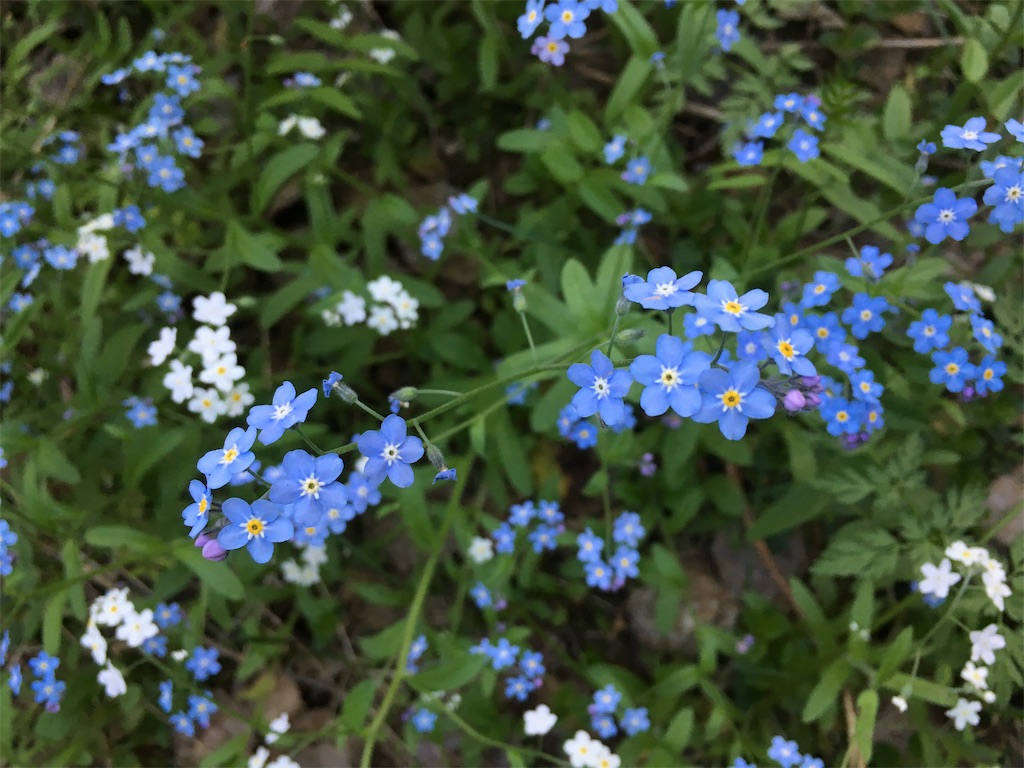 f:id:Masai-Suomi:20180526203917j:image f:id:Masai-Suomi:20180526203917j:image