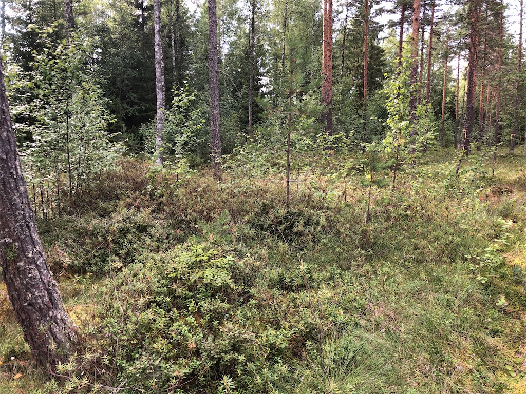 f:id:Masai-Suomi:20200722173949j:image