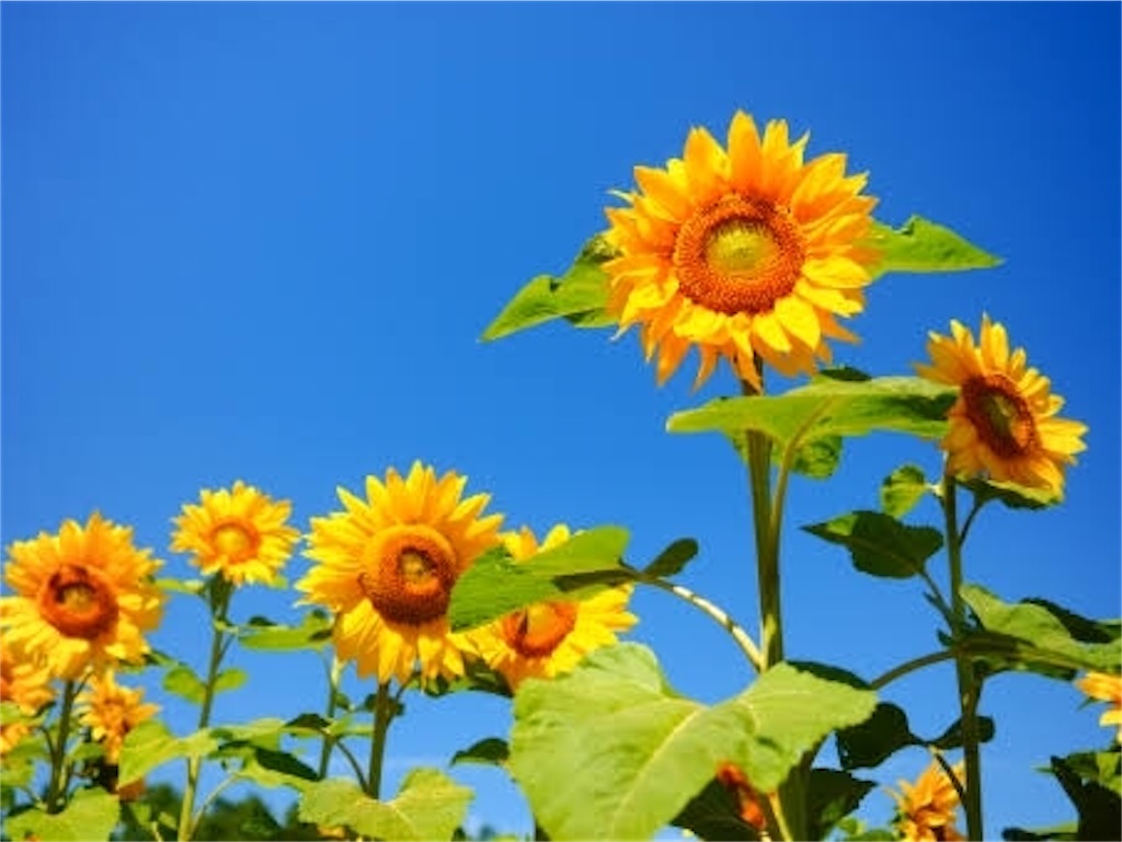 f:id:Masaki_h1008:20200505181848j:image f:id:Masaki_h1008:20200505181848j:image