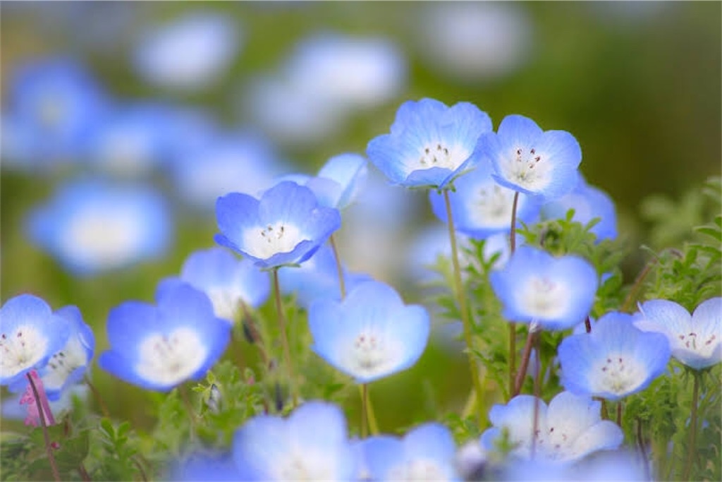 f:id:Masaki_h1008:20200505182355j:image f:id:Masaki_h1008:20200505182355j:image