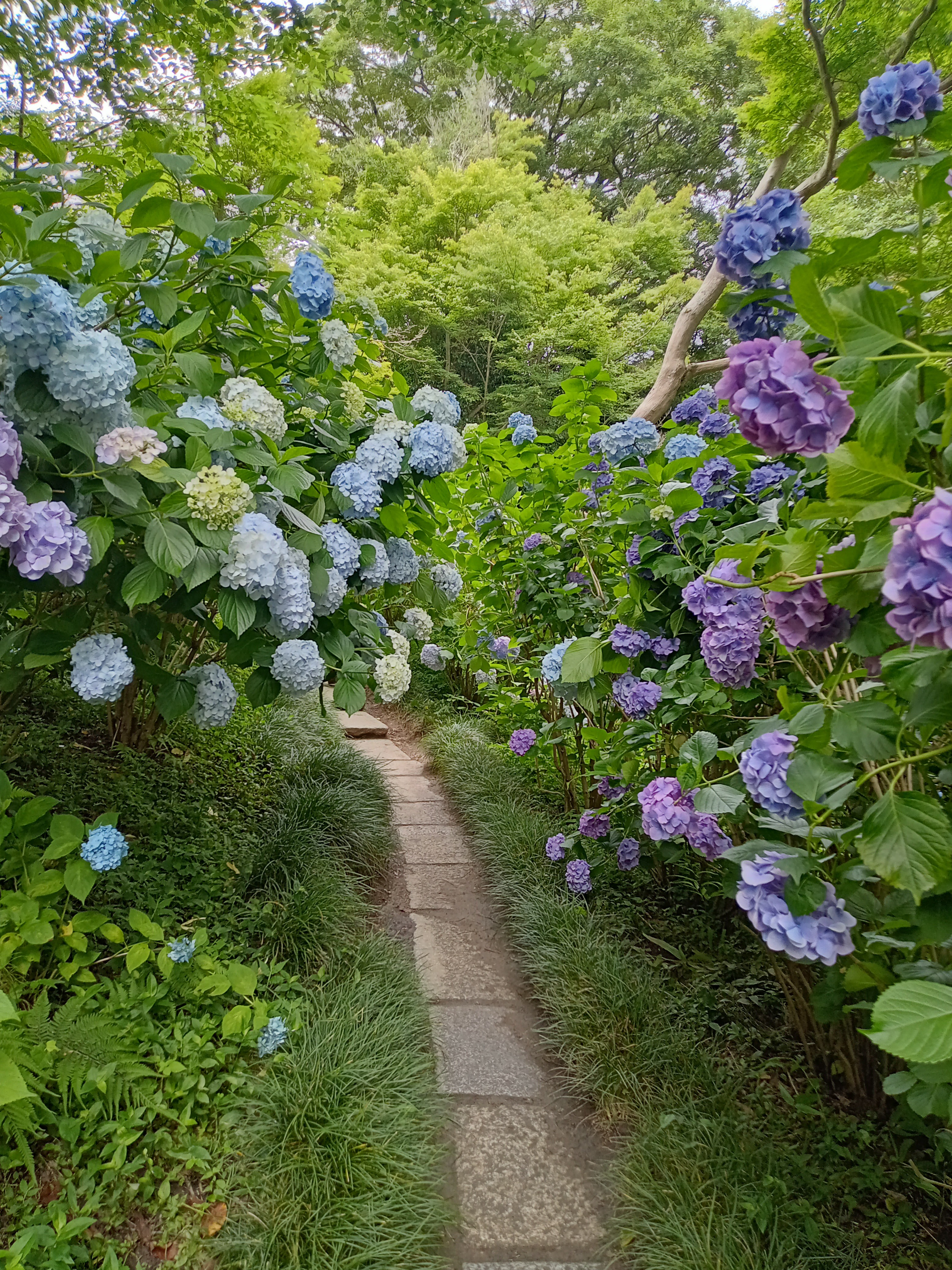 f:id:Masan55:20240623205540j:image f:id:Masan55:20240623205540j:image