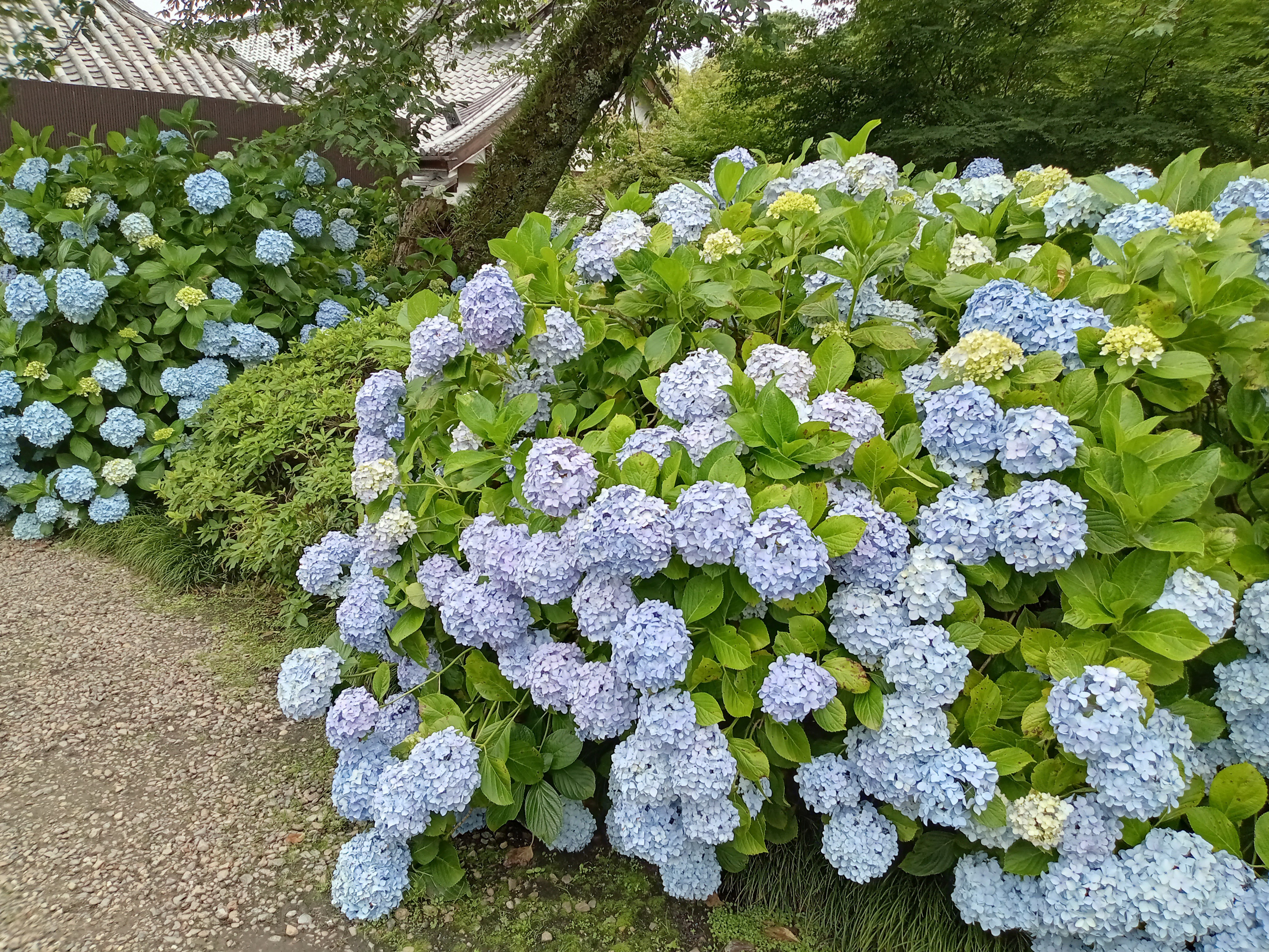 f:id:Masan55:20240623210343j:image f:id:Masan55:20240623210343j:image