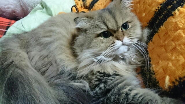 f:id:Masayan_W:20151231205912j:image