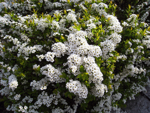 f:id:Master_koasa:20090331233936j:image