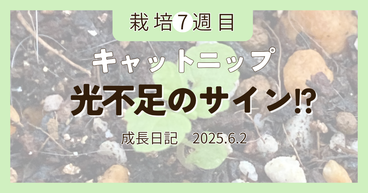 キャットニップの栽培日記を示すアイキャッチ画像。土の中から小さなキャットニップの新芽が顔を出しており、その上に『栽培7週目』『キャットニップ 光不足のサイン!?』という文字が大きく表示されている。右下には『成長日記 2025.6.2』と記載されている。
