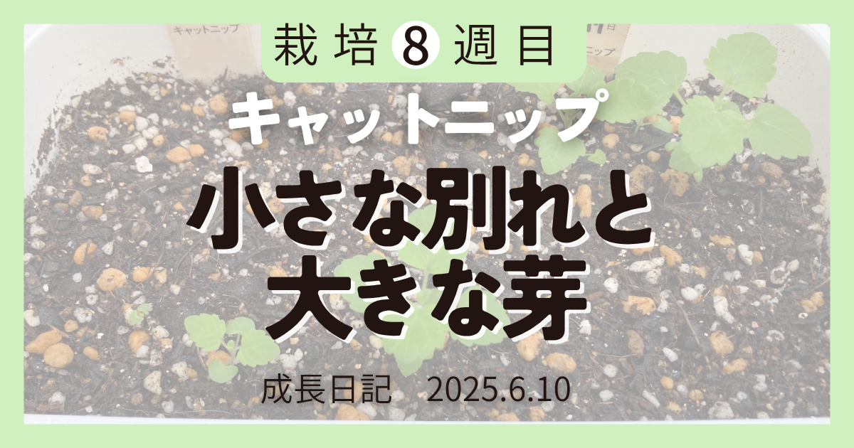 青々と育ったキャットニップの葉と茎のアップ写真。日光を浴びて元気に揺れている様子。