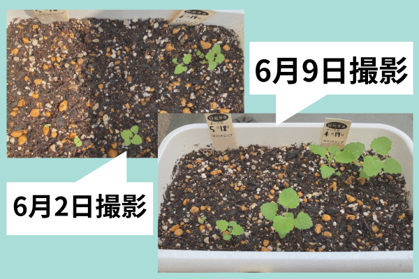 2024年6月2日撮影（上）と6月9日撮影（下）のキャットニップのプランター全体の比較画像。6月9日撮影の画像では、キャットニップの葉がより大きく青々とし、全体的に生育が進んでいる様子が分かる。