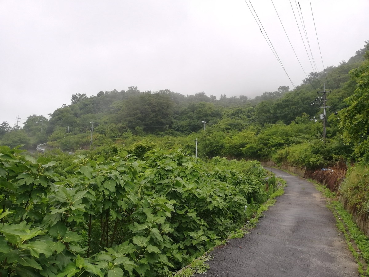 f:id:MatsushimaMichiru:20190717213912j:plain f:id:MatsushimaMichiru:20190717213912j:plain
