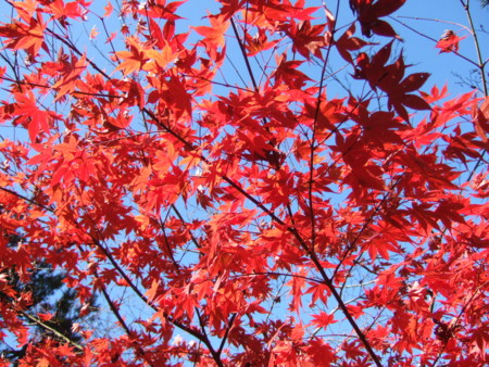 f:id:Matsuuuun:20101205111401j:image f:id:Matsuuuun:20101205111401j:image