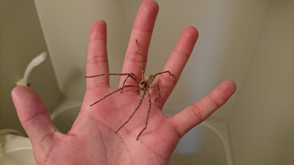 西表島に棲む日本最大級のクモたち - いりおもている