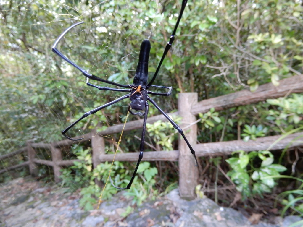 西表島に棲む日本最大級のクモたち - いりおもている