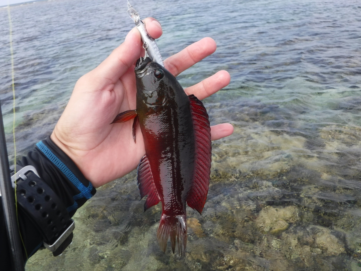 f:id:Mattsunkun:20210223165827j:plain