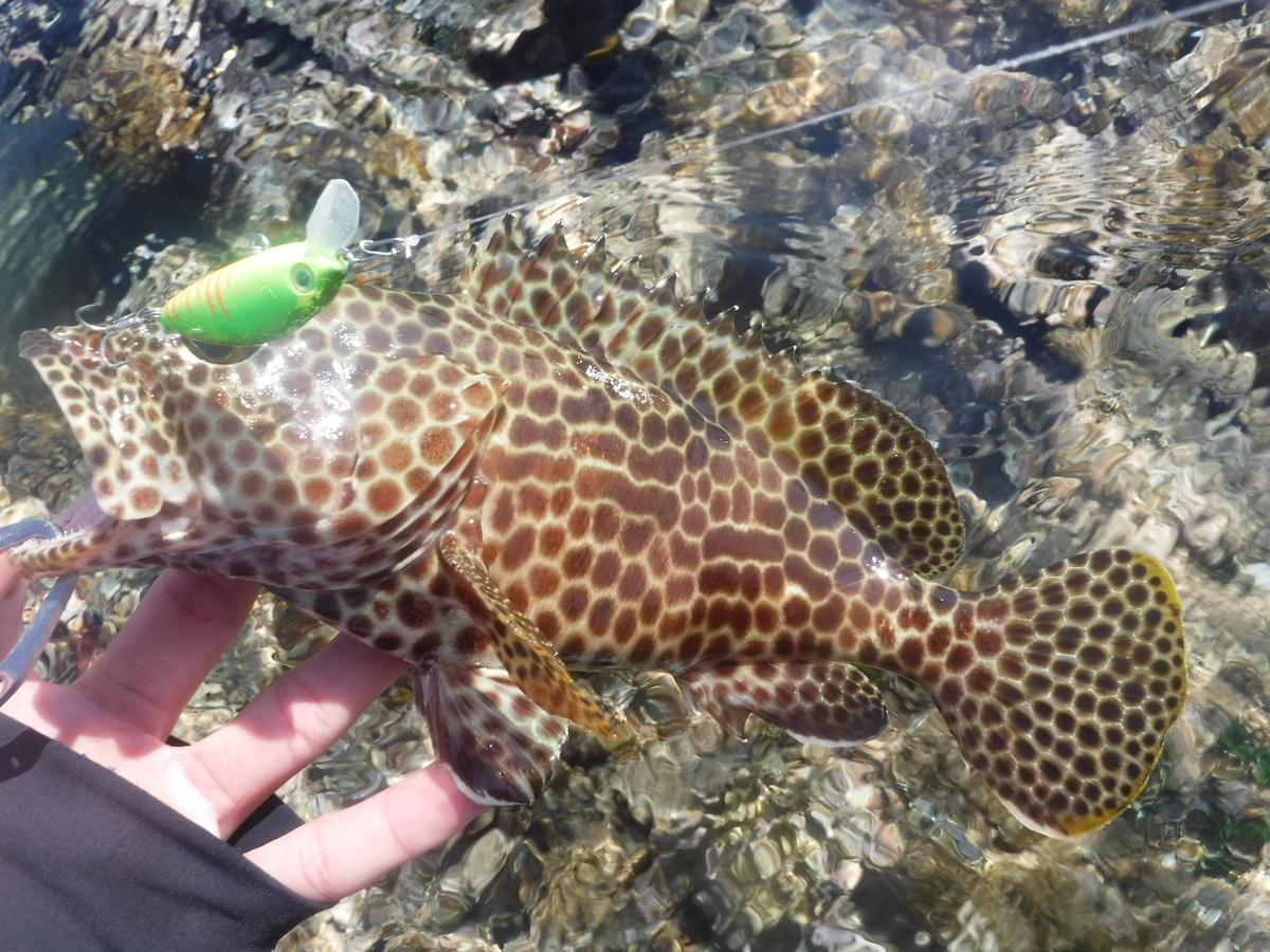 f:id:Mattsunkun:20210223171535j:plain