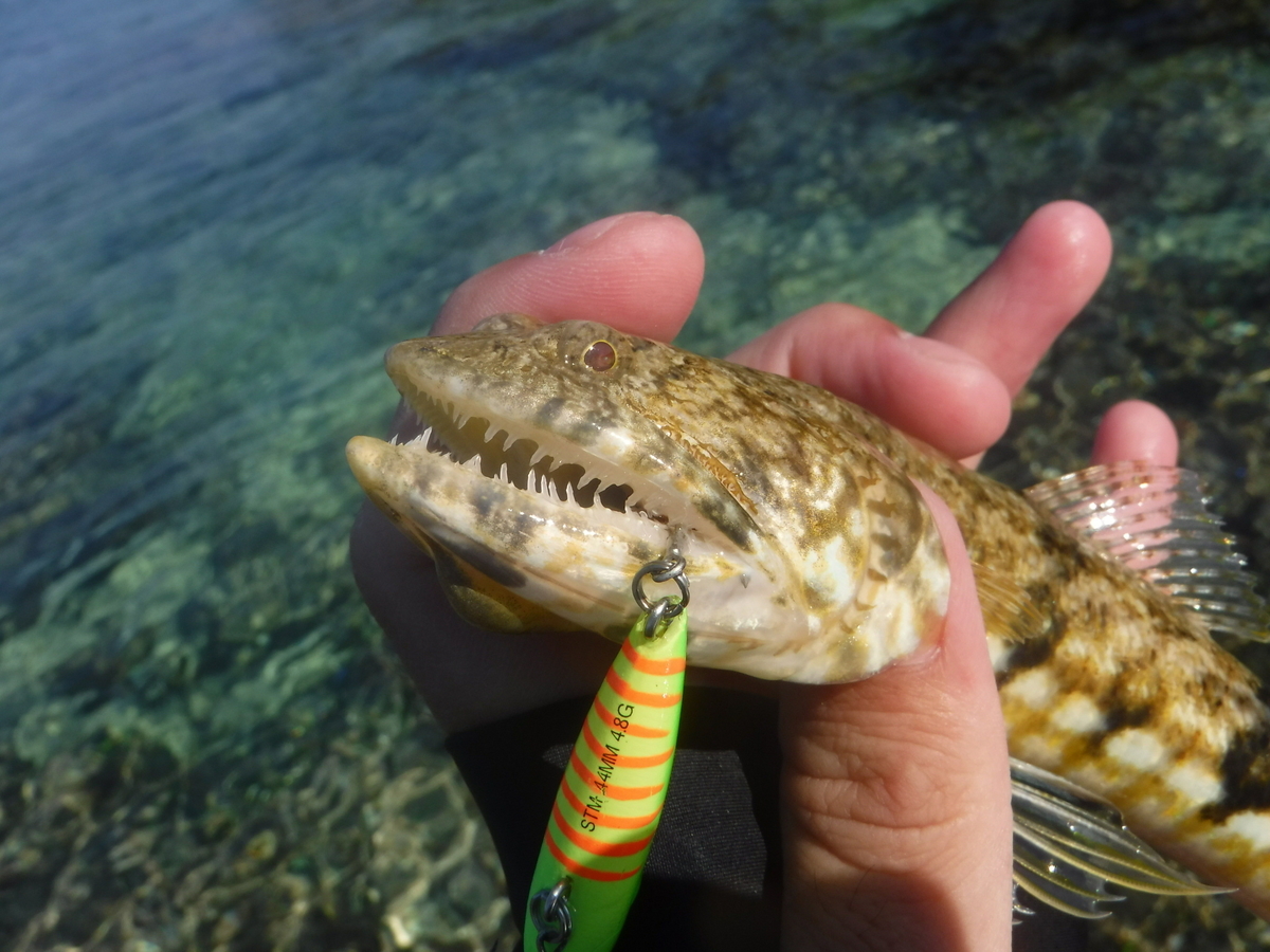 f:id:Mattsunkun:20210223171926j:plain