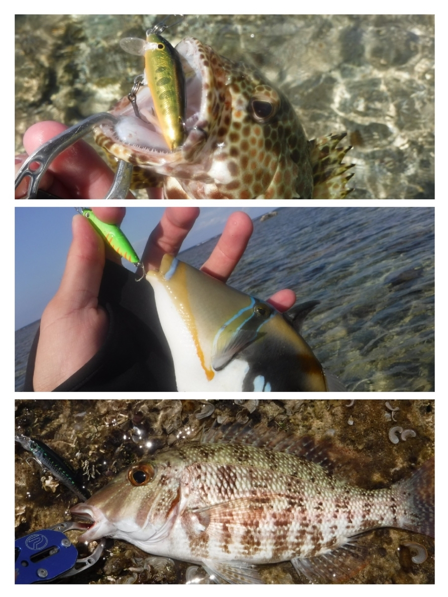 f:id:Mattsunkun:20210223172651j:plain