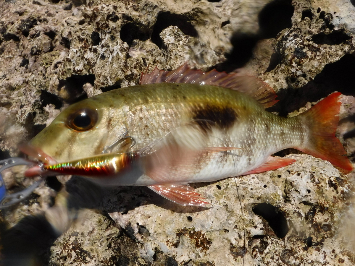 f:id:Mattsunkun:20210305175123j:plain