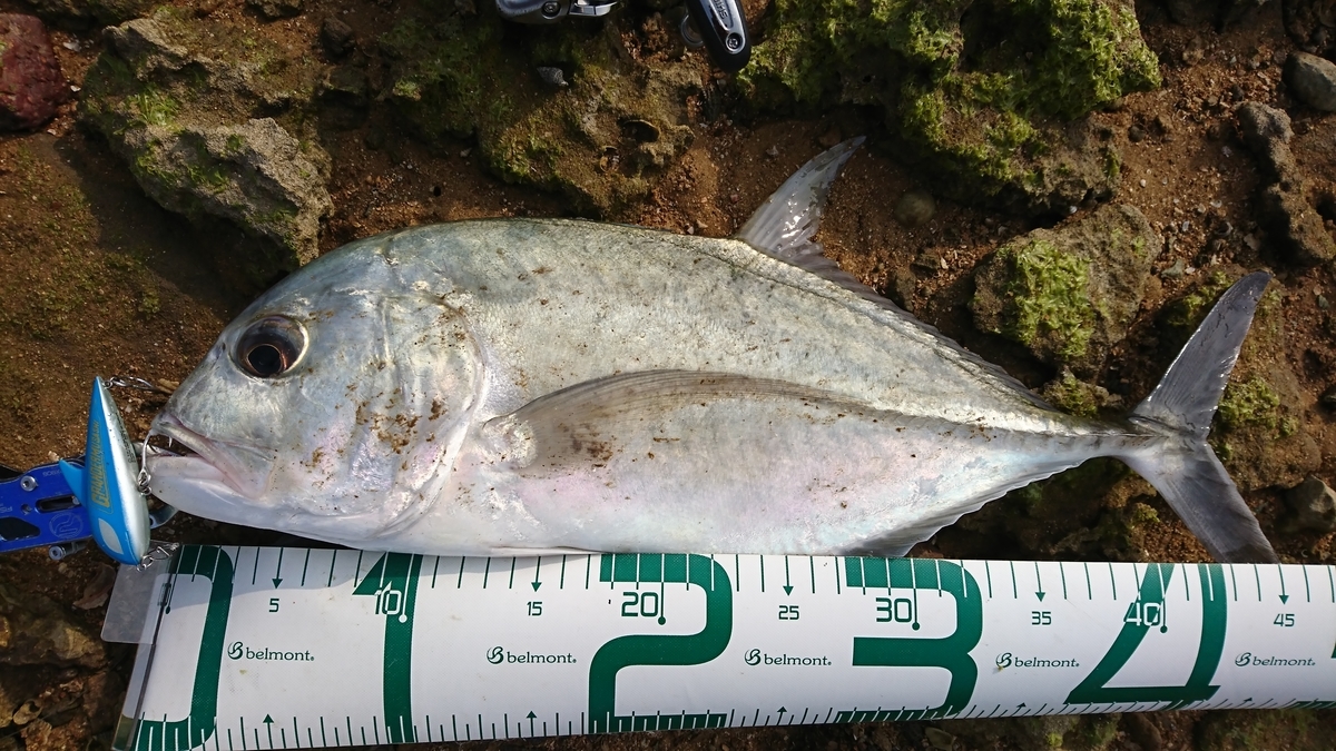 f:id:Mattsunkun:20210305180308j:plain