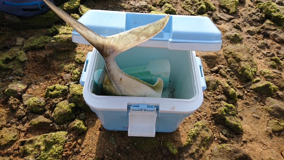 f:id:Mattsunkun:20210305180549j:plain