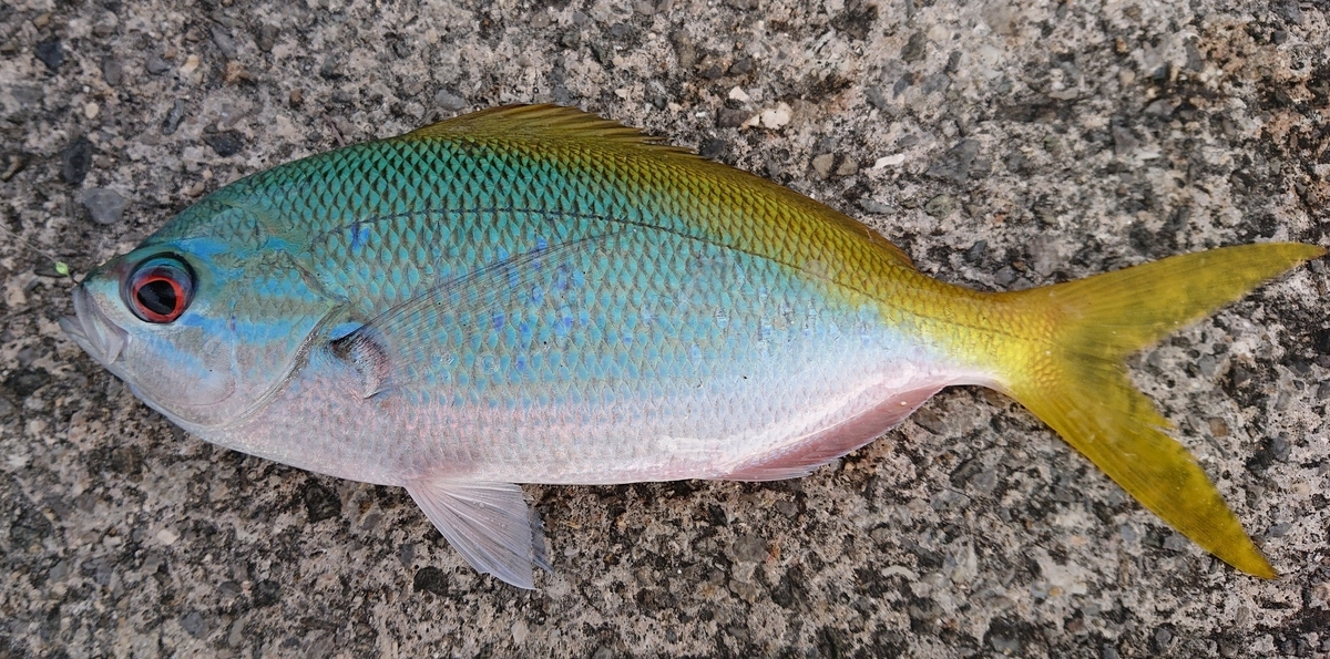 f:id:Mattsunkun:20220326125920j:plain