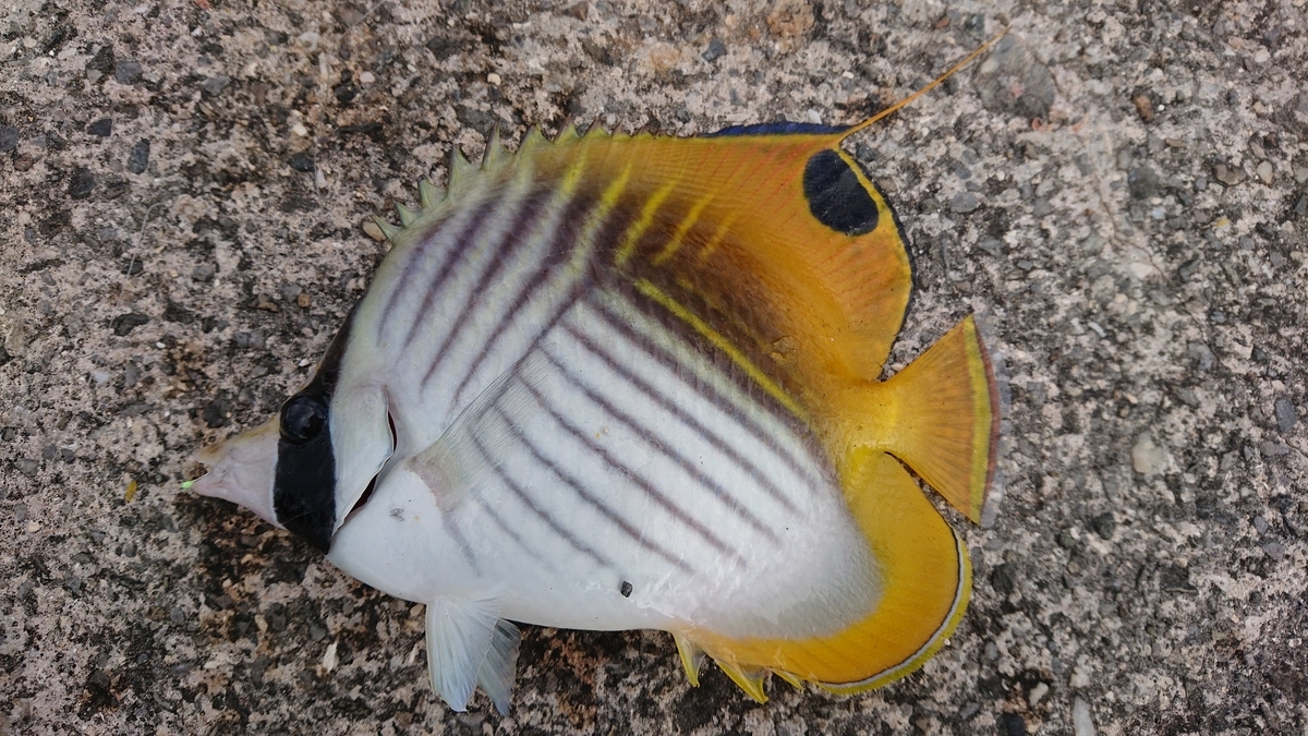 f:id:Mattsunkun:20220326130120j:plain