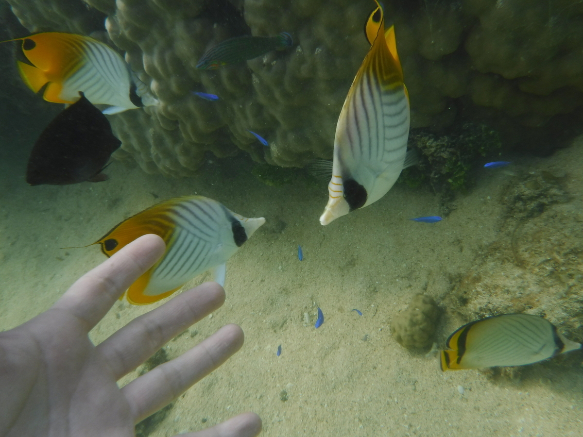 f:id:Mattsunkun:20220326131616j:plain