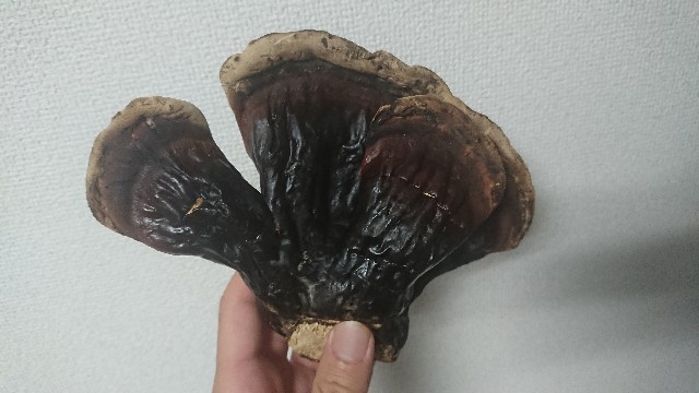 f:id:Mayfool:20190803125938j:image f:id:Mayfool:20190803125938j:image