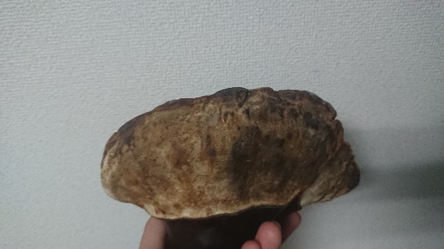f:id:Mayfool:20190803130009j:image f:id:Mayfool:20190803130009j:image