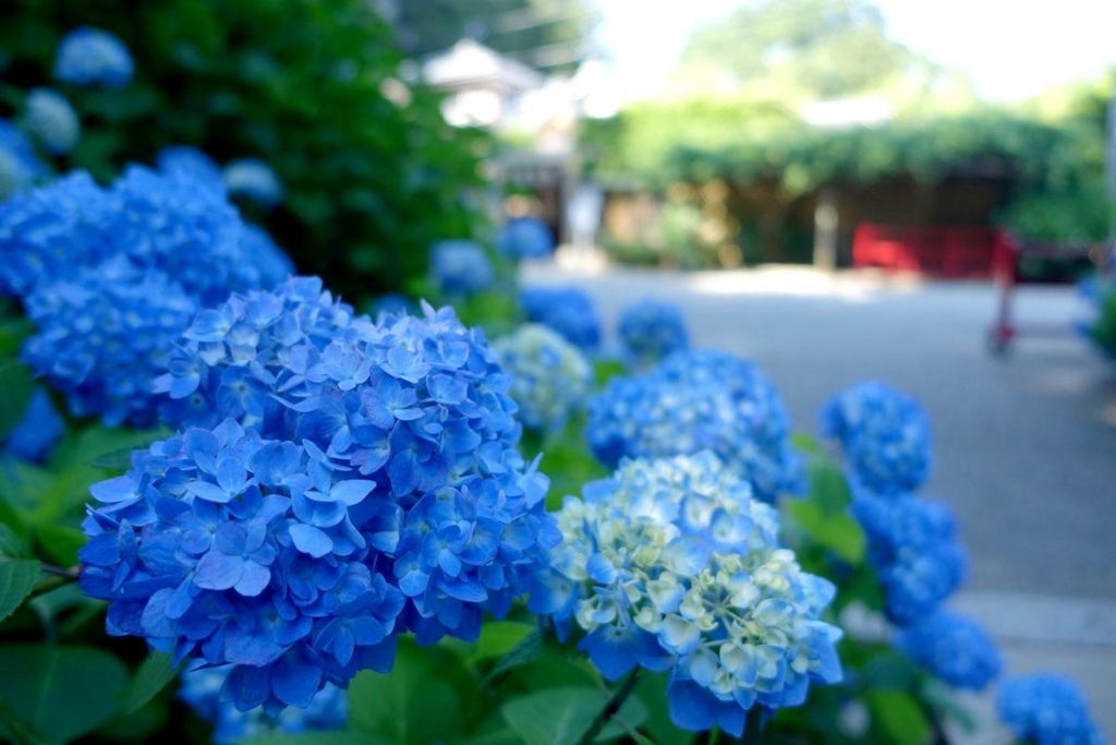 f:id:Mayugeloki:20180617022947j:plain