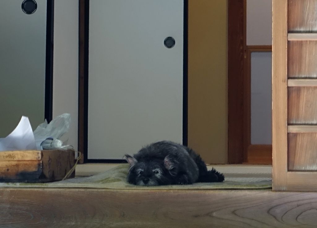 f:id:Mayugeloki:20180617023102j:plain