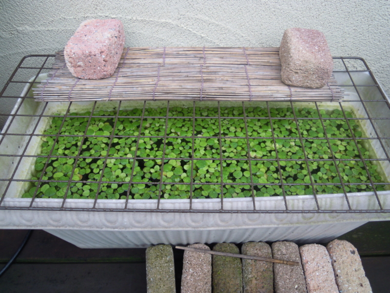 f:id:Medaka-world:20130615082013j:image:w360