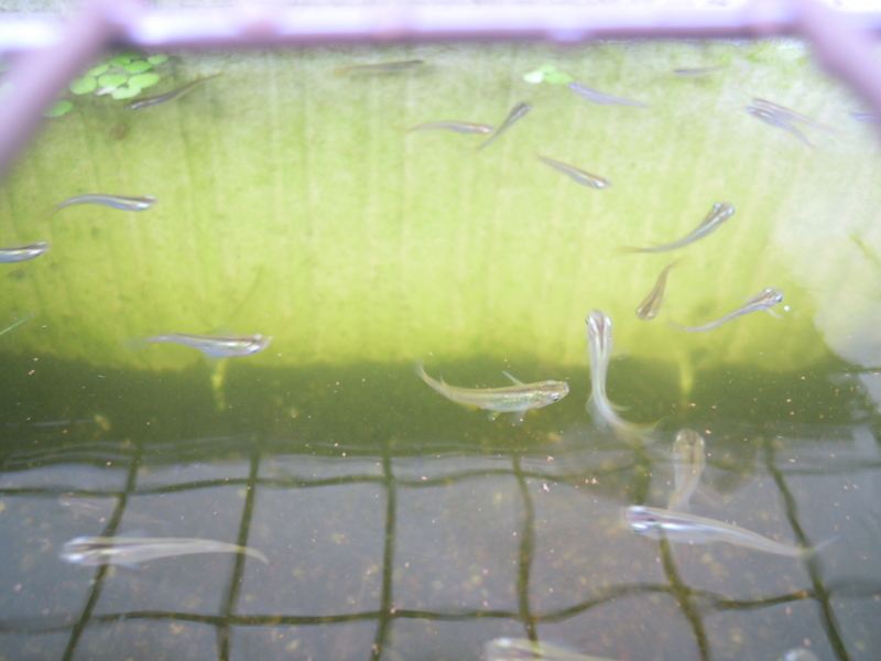 f:id:Medaka-world:20130615082423j:image:w360