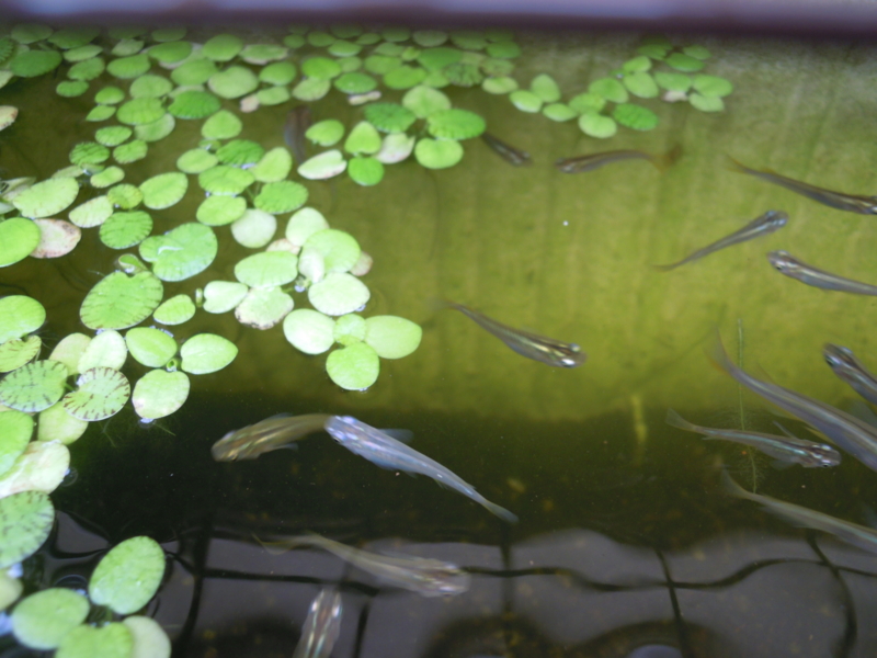 f:id:Medaka-world:20130615082441j:image:w360