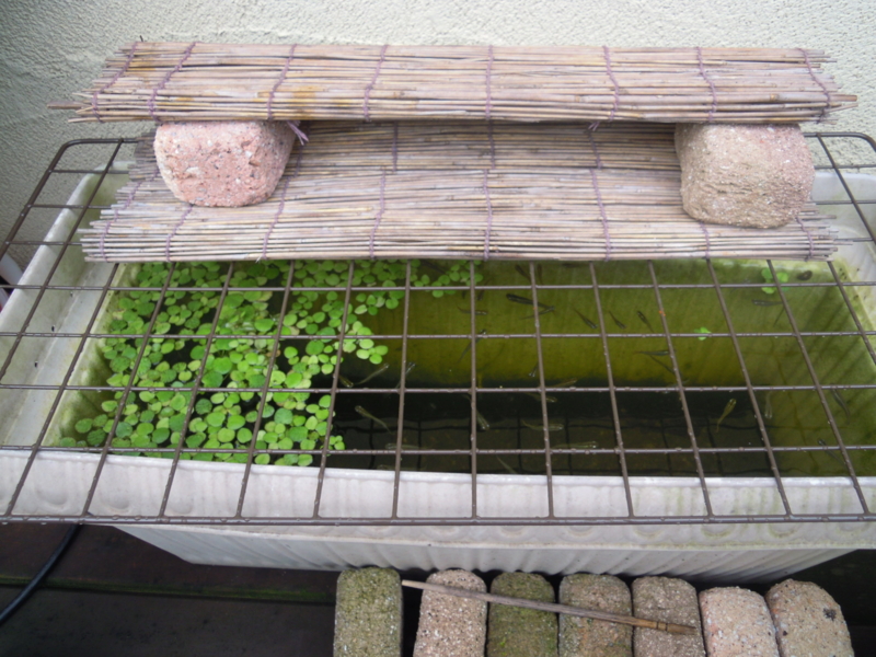 f:id:Medaka-world:20130615082454j:image:w360