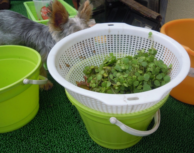 f:id:Medaka-world:20130622105713j:image:w360