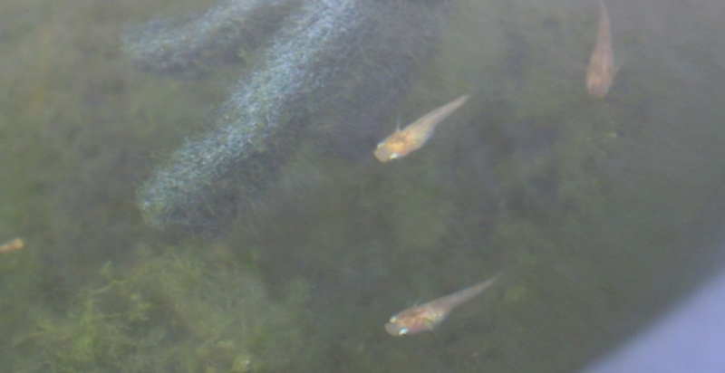 f:id:Medaka-world:20130622110623j:image:w360