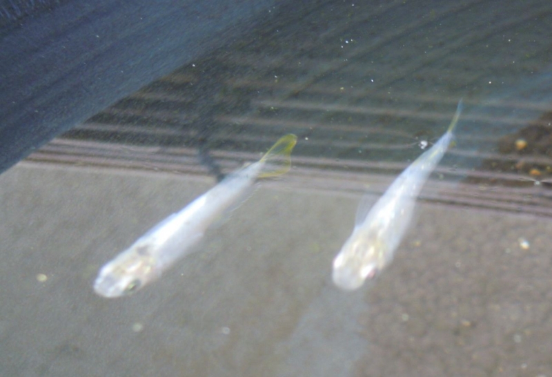 f:id:Medaka-world:20130720203707j:image:w360