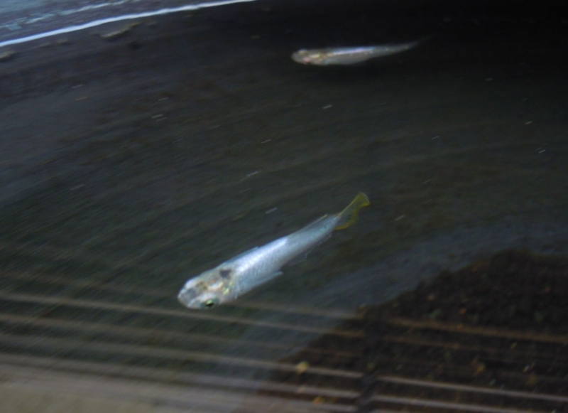 f:id:Medaka-world:20130720203709j:image:w360