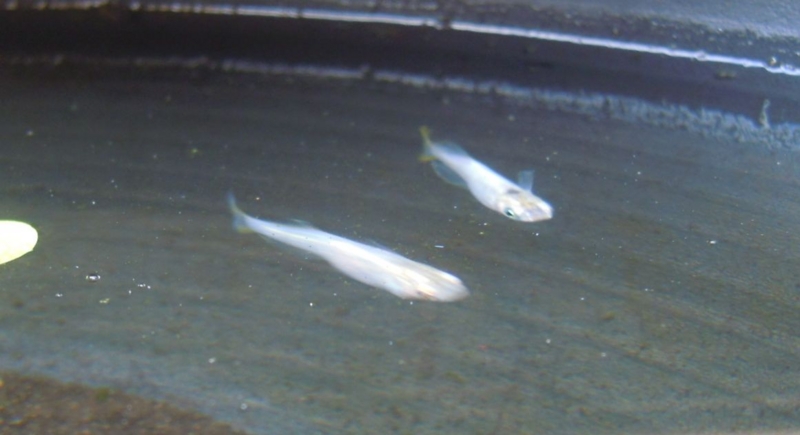 f:id:Medaka-world:20130720203811j:image:w360
