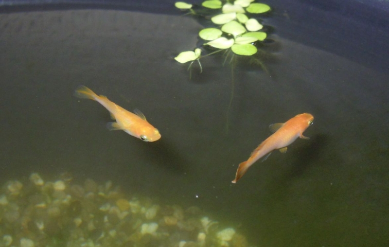 f:id:Medaka-world:20130803213319j:image:w360