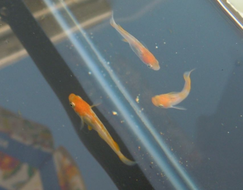f:id:Medaka-world:20130813092848j:image:w360