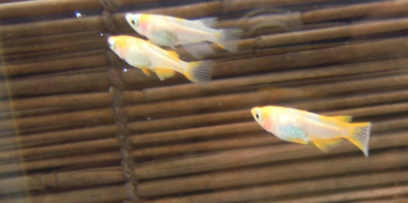 f:id:Medaka-world:20130813092852j:image:w360
