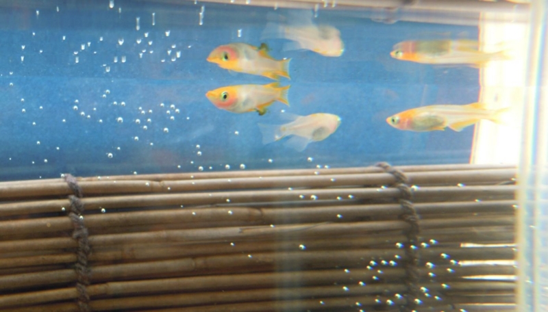 f:id:Medaka-world:20130813092855j:image:w360