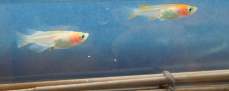 f:id:Medaka-world:20130813092858j:image:w360