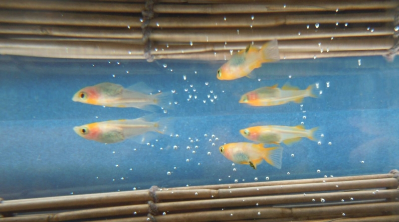 f:id:Medaka-world:20130813092859j:image:w360