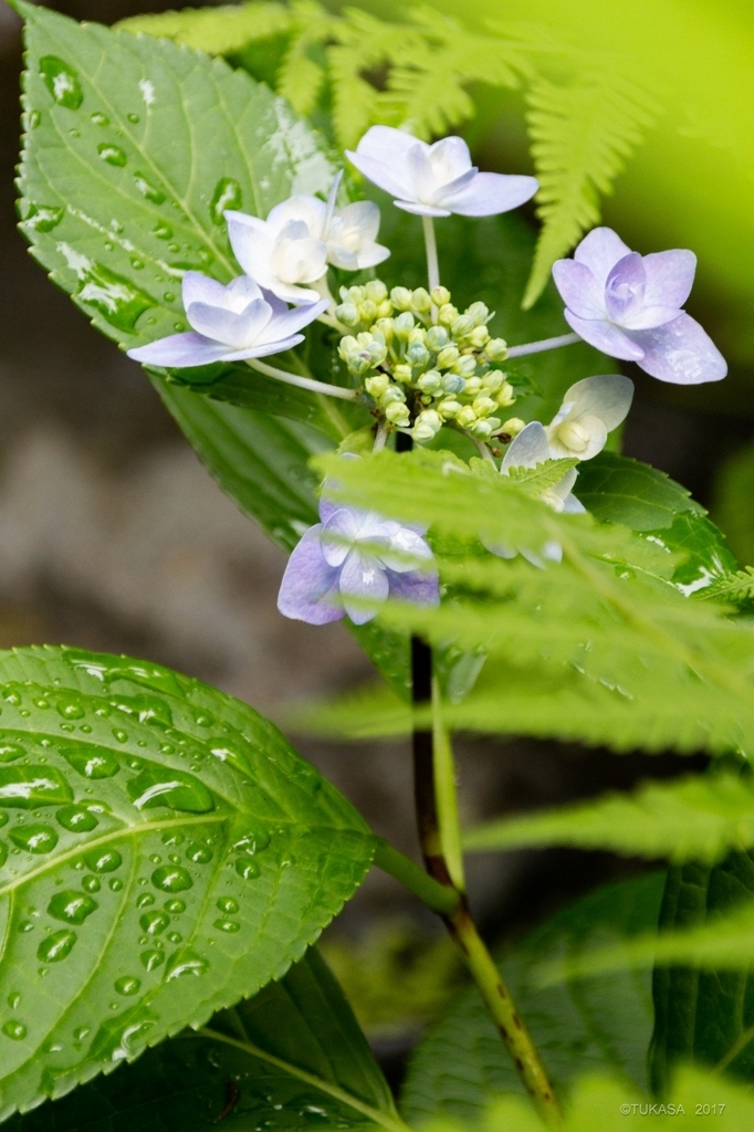 f:id:MedakaTUKASA:20180621123253j:plain f:id:MedakaTUKASA:20180621123253j:plain