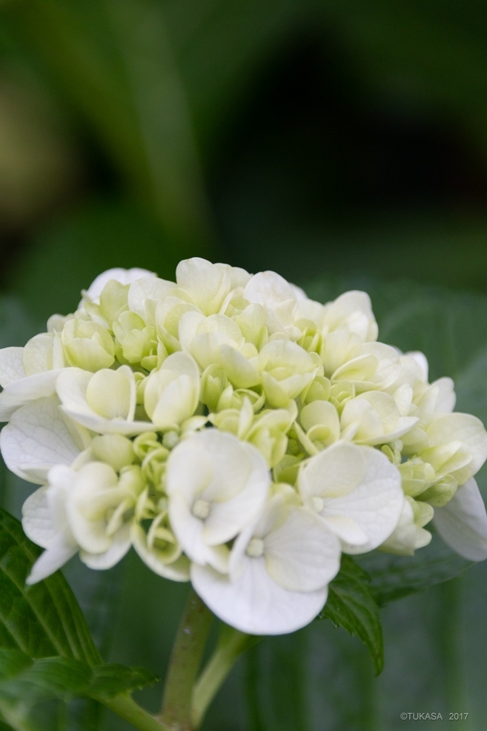 f:id:MedakaTUKASA:20180621123346j:plain f:id:MedakaTUKASA:20180621123346j:plain