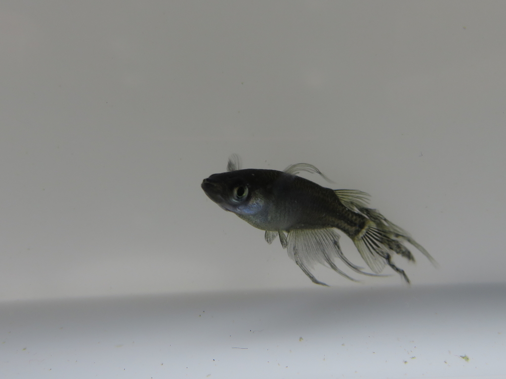 ブラックスワローメダカ 改良メダカ情報館