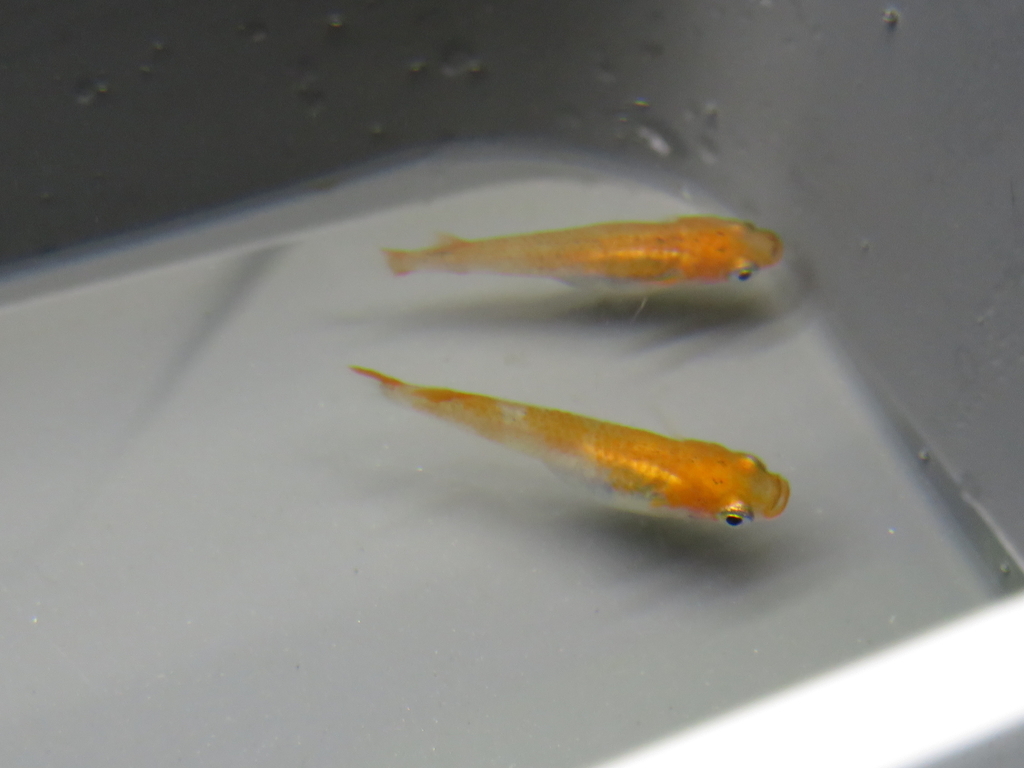 薊三色 灯系ブラックリム 改良メダカ情報館