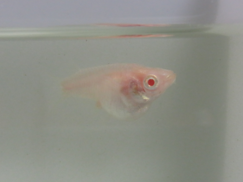 メダカを探求 No 1 改良メダカ情報館